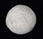 Galerites vulgaris (LESKE 1776) - Bild © FossNet FossilienStore